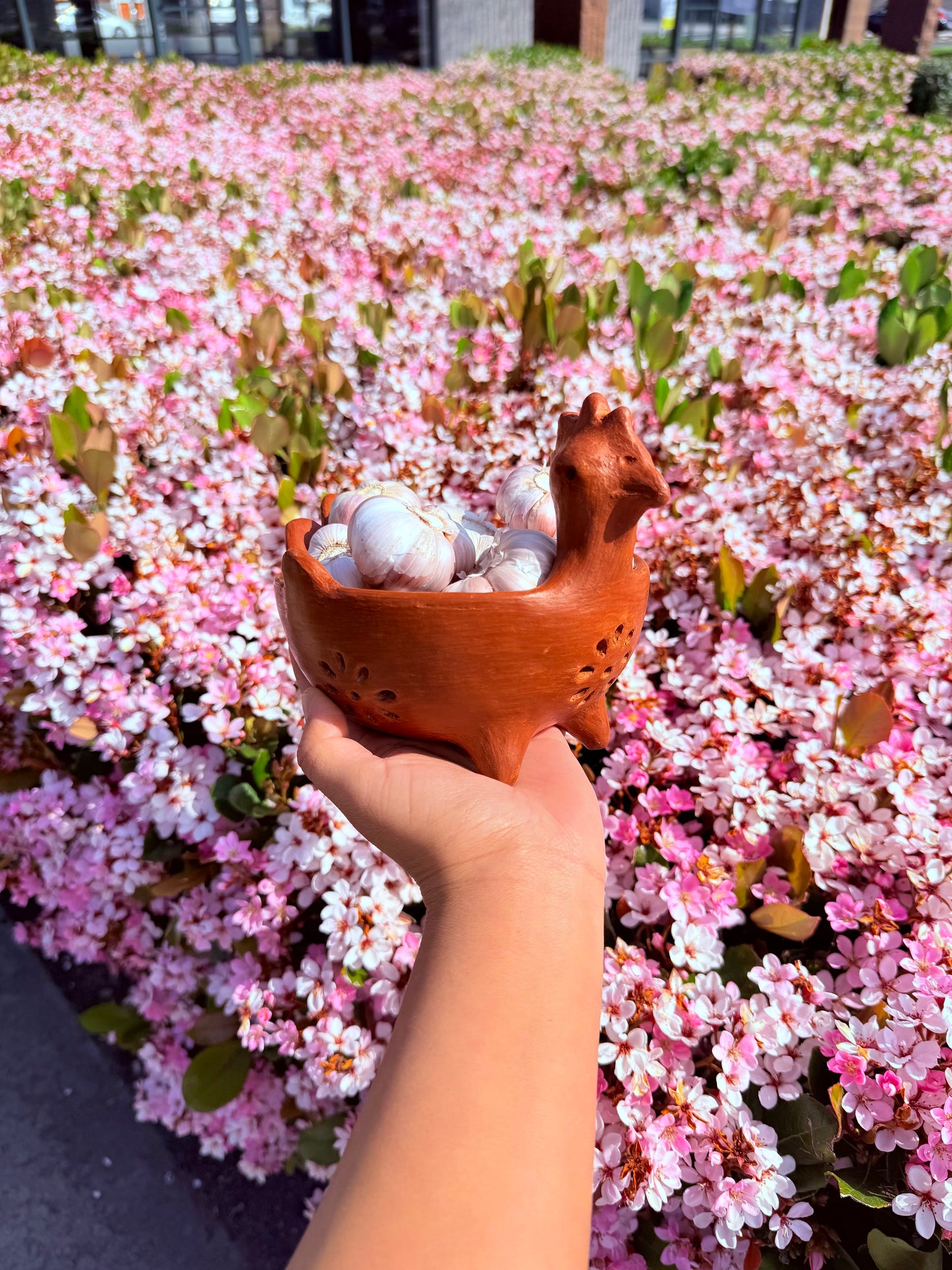 Gallinas Salpicadas Pre Order