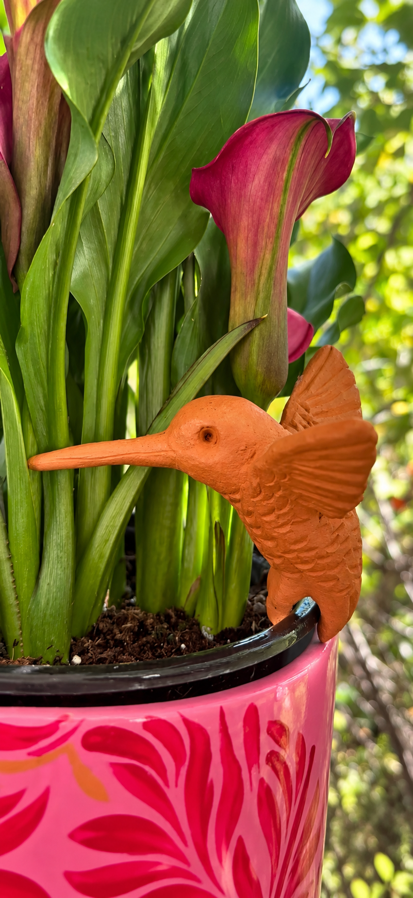 Hummingbird para Maceta